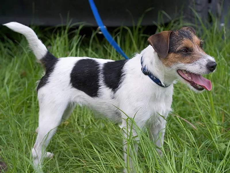 Jack Rat Terrier